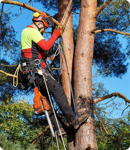 About Lynch Tree Service