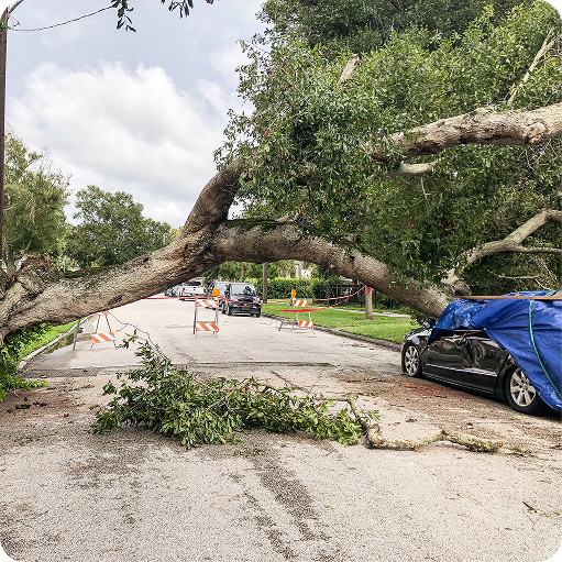 Emergency Tree Service
