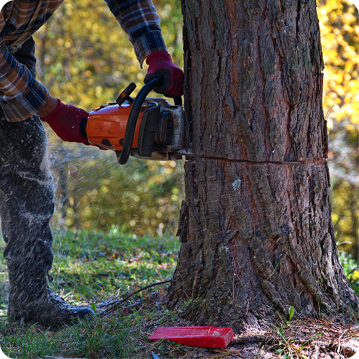 Tree Removal